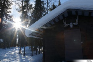 Finlande - Maison avec un cerf